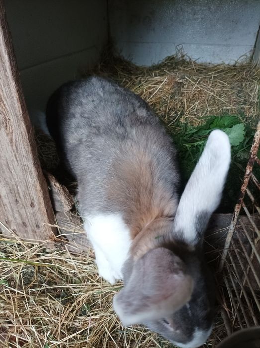 Królik,króliki,Samiec,Samica