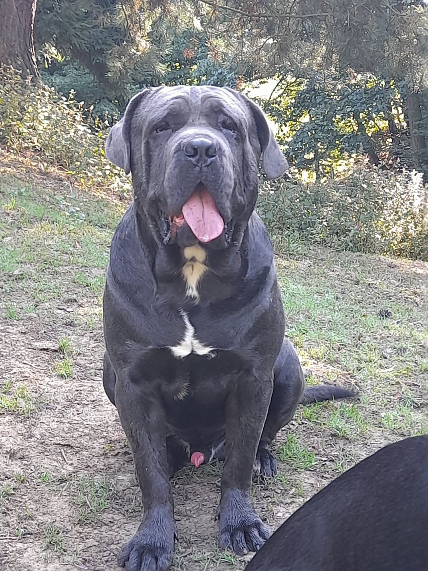 Cane corso italiano pies pręgowany