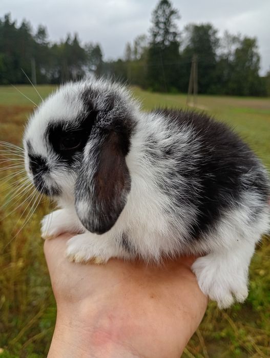 Króliczki mini lop