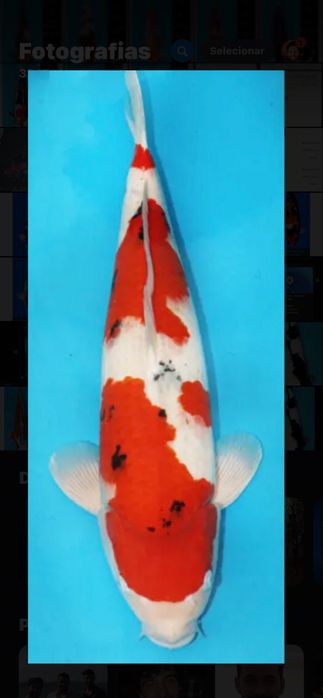 Carpa koi Sanke Sakai Nisai fêmea 54 cm com certificado criador