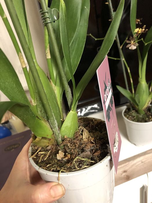 Орхідея,    камбрія 2 шт