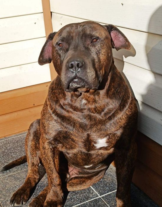 Собака породи стафф