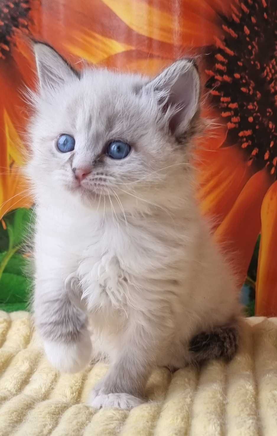 Блакитноока мила кішечка