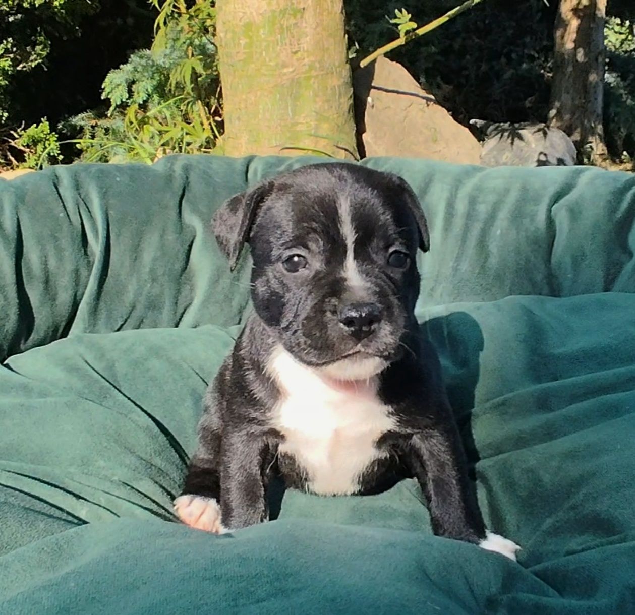 Staffordshire Bull Terrier FCI
