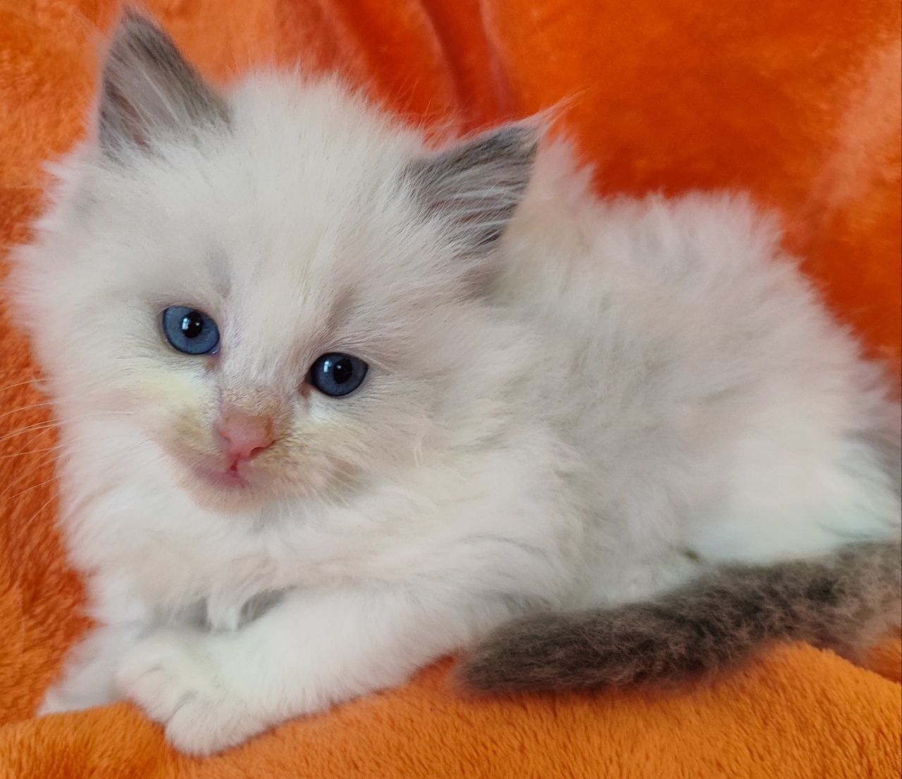 Niebieski kocurek ragdoll  po ICH z rodowodem FPL /FIFE
