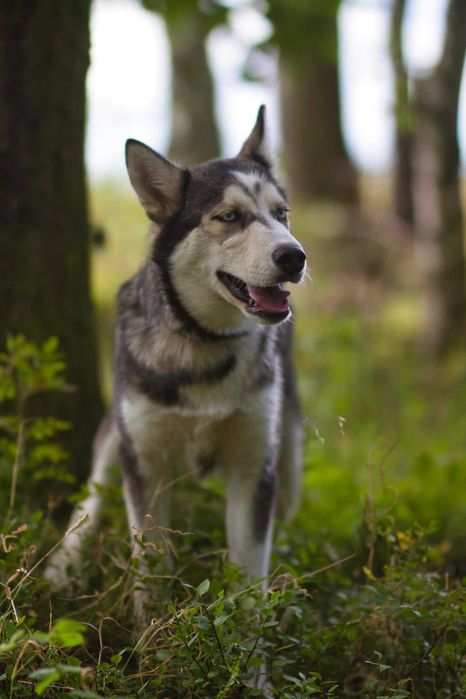 Hodor 5-miesięczny szczeniak husky szuka aktywnego domu