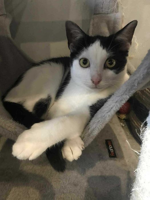 Dom to wszystko czego mu brak - młodziutki Twix szuka domku