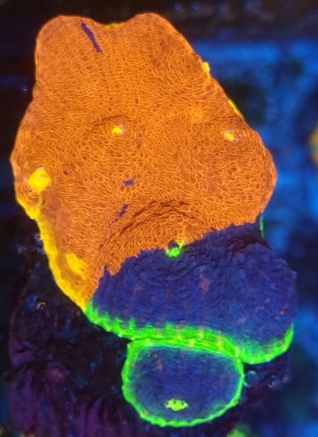 JellyBean Rainbow Chalice RARYTAS !! akwarium morskie koralowiec