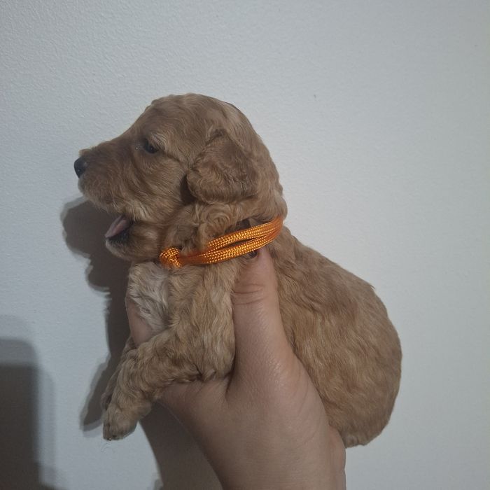 Pudel toy/miniatura sunia