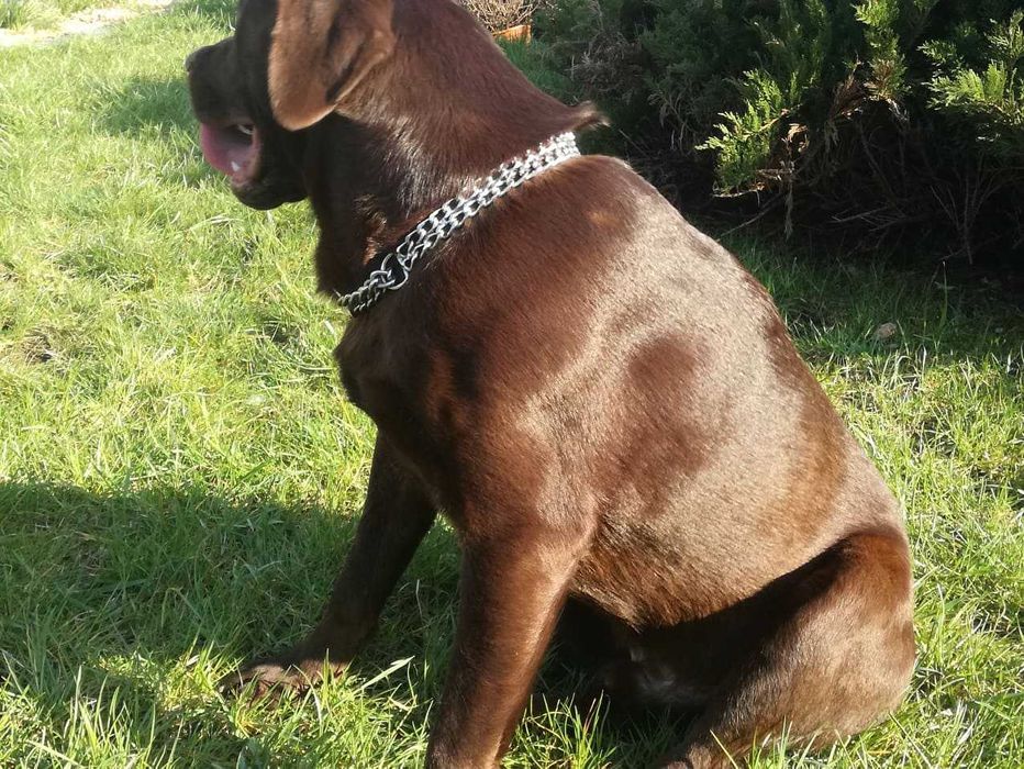 Labrador dorosły piesek