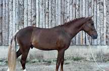 Cavalo angloarabe, 3 anos