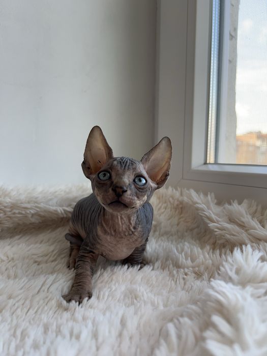 Канадський сфінкс кошеня/Канадский сфинкс котенок