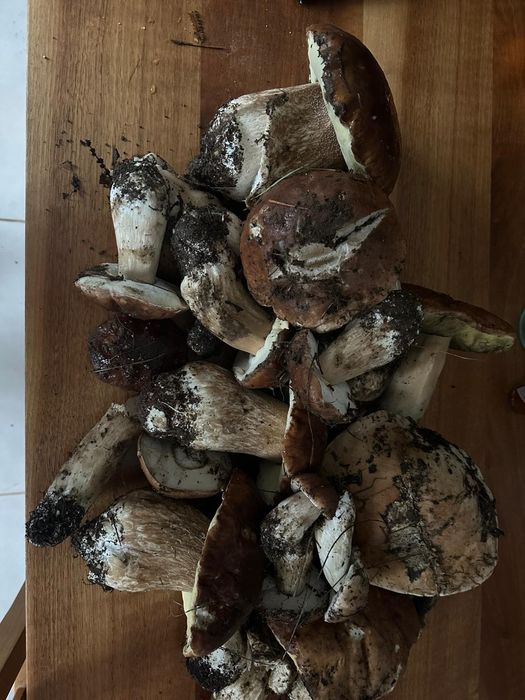 Cogumelos Boletus Selvagens Comestíveis