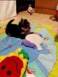 Yorkshire Terrier - malutka suczka (ZKwP)