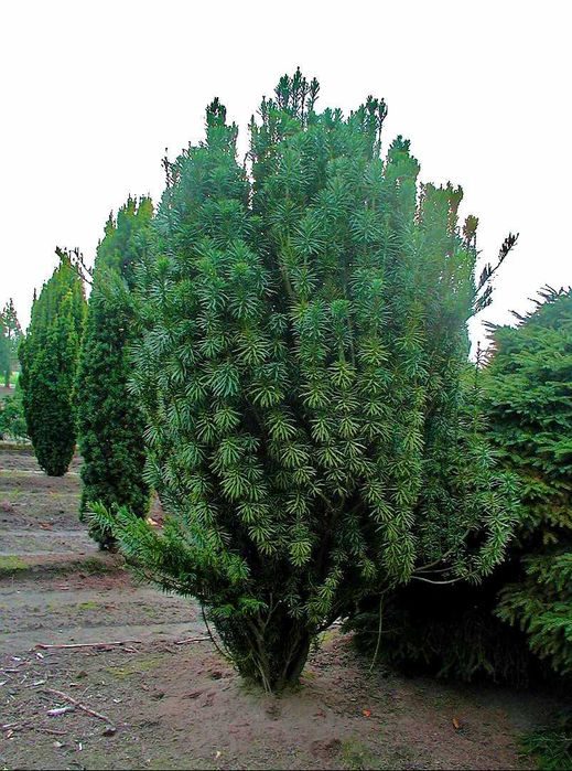 Głowocis japoński "Fastigiata" egzotyczne, unikatowe drzewko, okazy XL