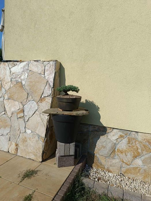 Bonsai z jałowca 5-letni