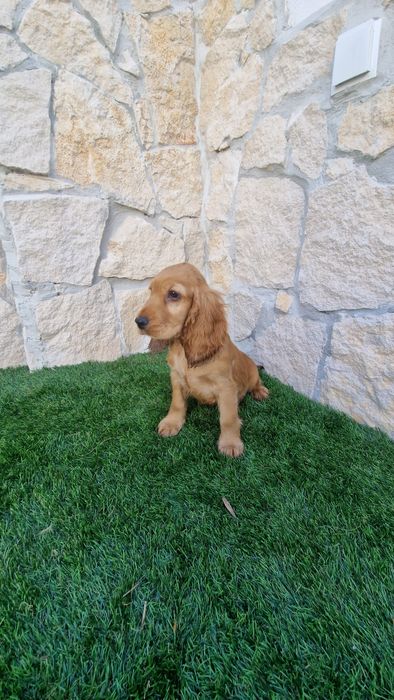 Cocker Spaniel Inglês Dourado Macho