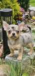 Chihuahua Chłopczyk Piesek merle DO ODBIORU
