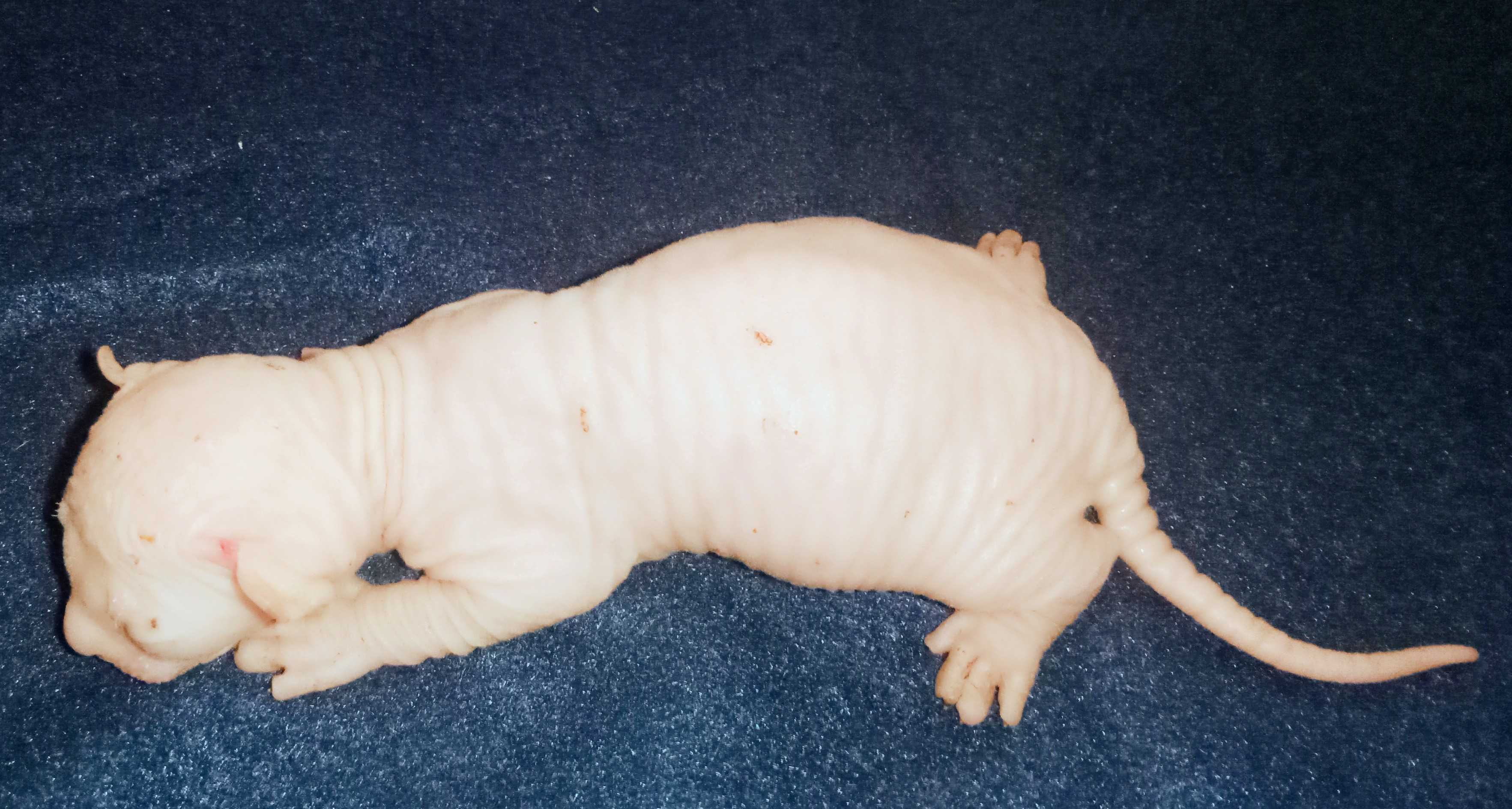 Sphynx de qualidade