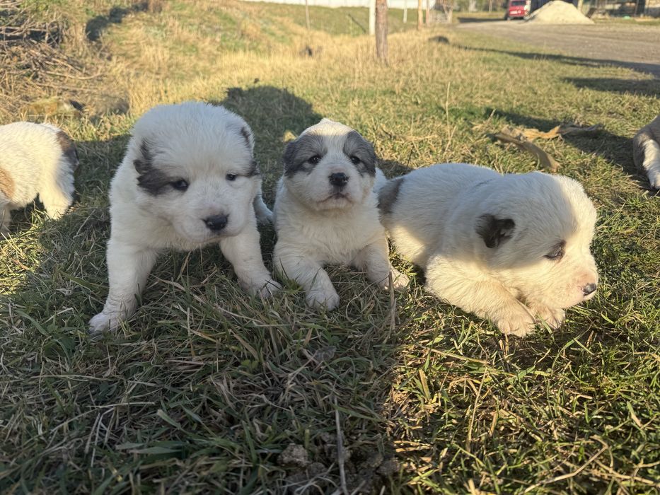 Цуценята алабая\середньоазіатська вівчарка
