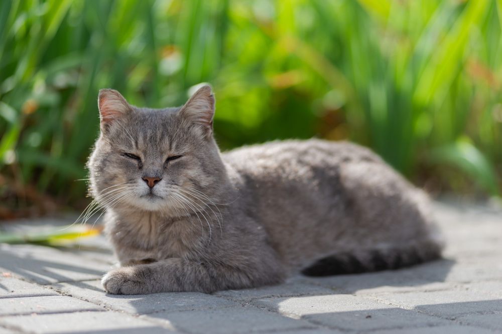 Прилаштовується котик
