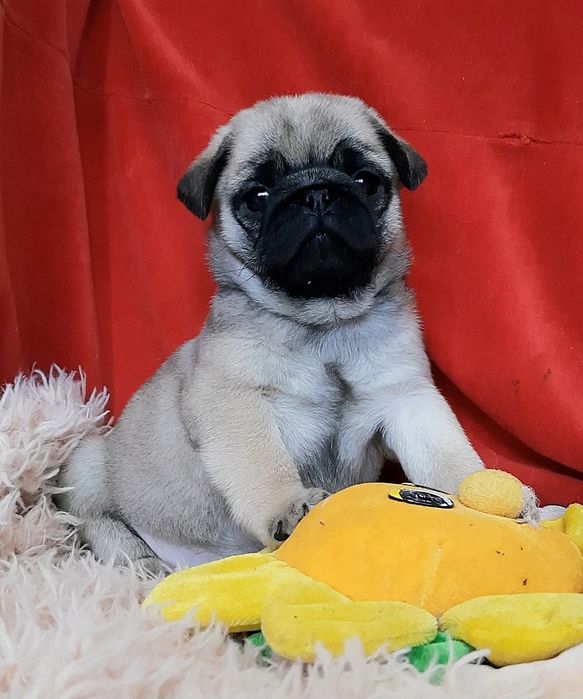 Обаяшки.целовашки мопсяшки