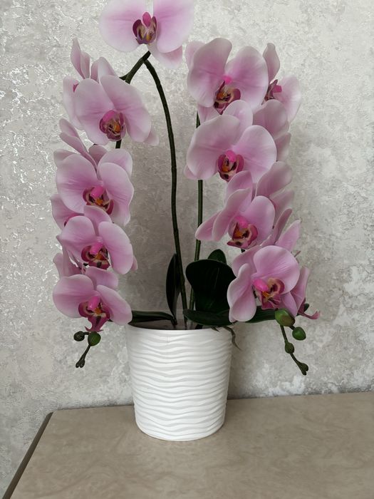 Орхідея. Кімнатні квіти
