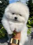 Suczka kremowy FCI zkwp Pomeranian szpic miniaturowy