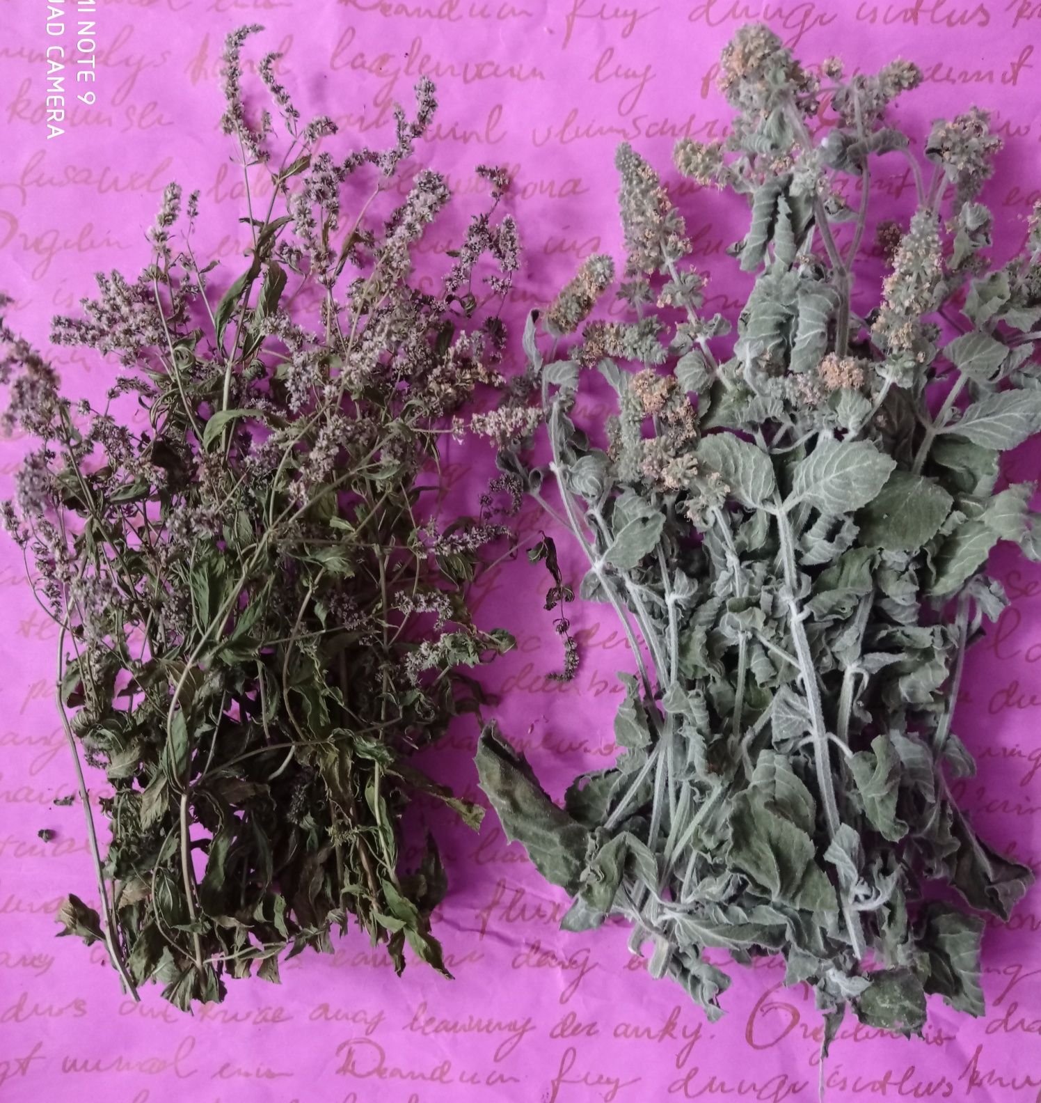 Травы для чая, лекарственные травы, мята, базилик