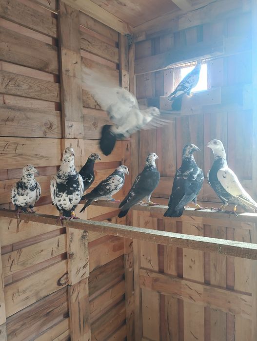 Sprzedam gołębie pocztowe tigry pary parzyste