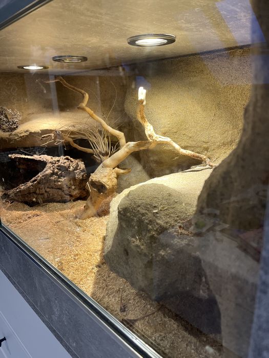 Sprzedam węża zbożowego, samice, razem z terrarium
