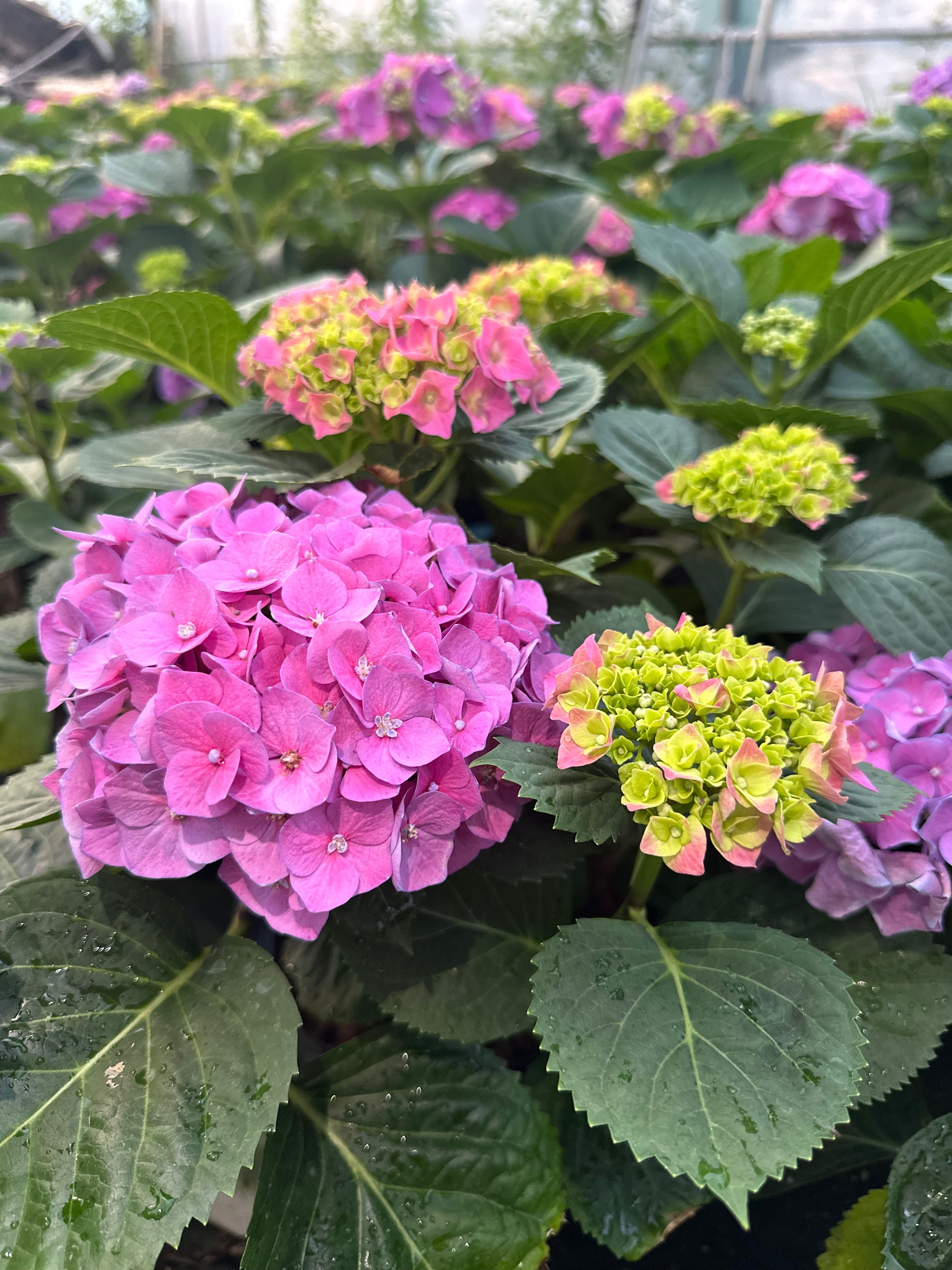 Hortensje ogrodowe
