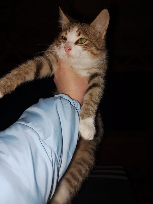 Кошеня хлопчик в добрі руки