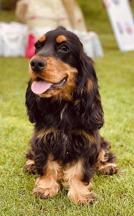 cocker spaniel angielski