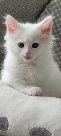 Biała koteczka Maine Coon