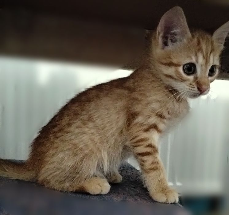 Віддам кошенят в добрі руки. Дві дівчинки.