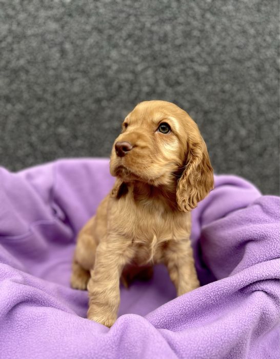 Suczka cocker  spaniel angielski