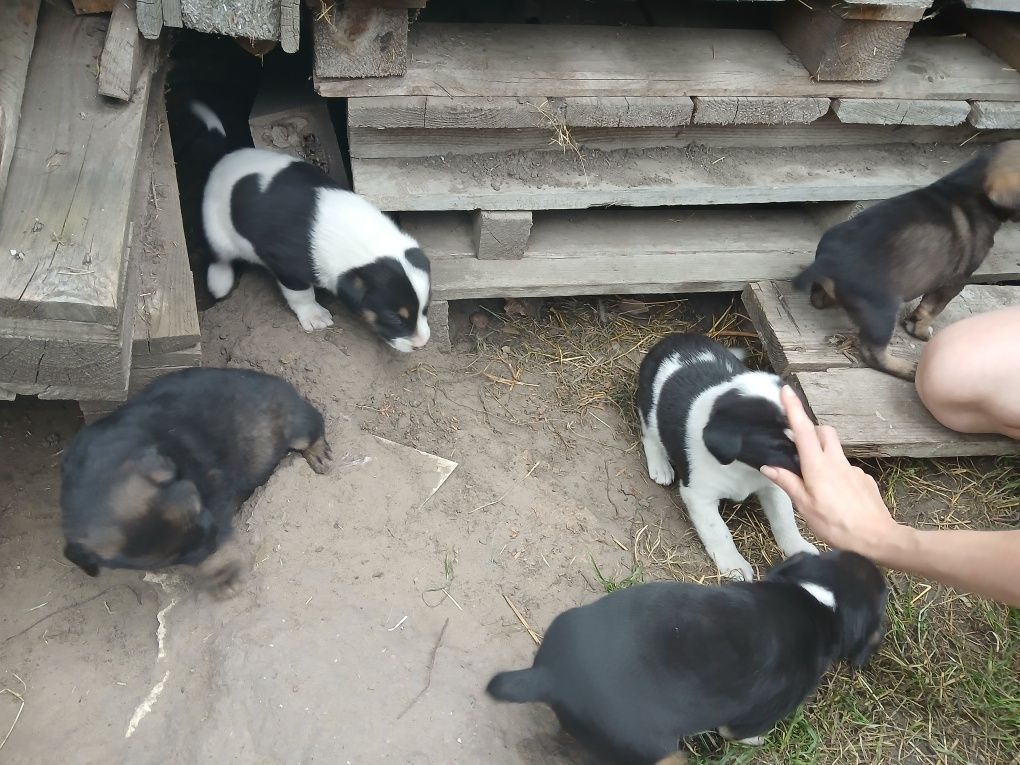 Подаруємо щенят цуценят