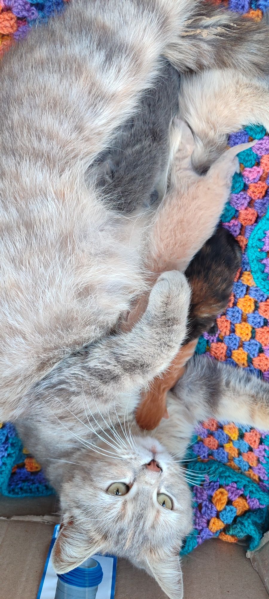 Продам котят Скотіш