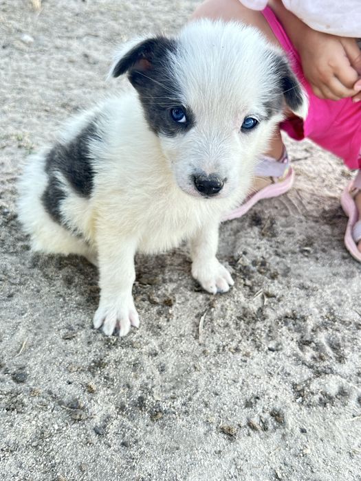 Border collie valor so hoje