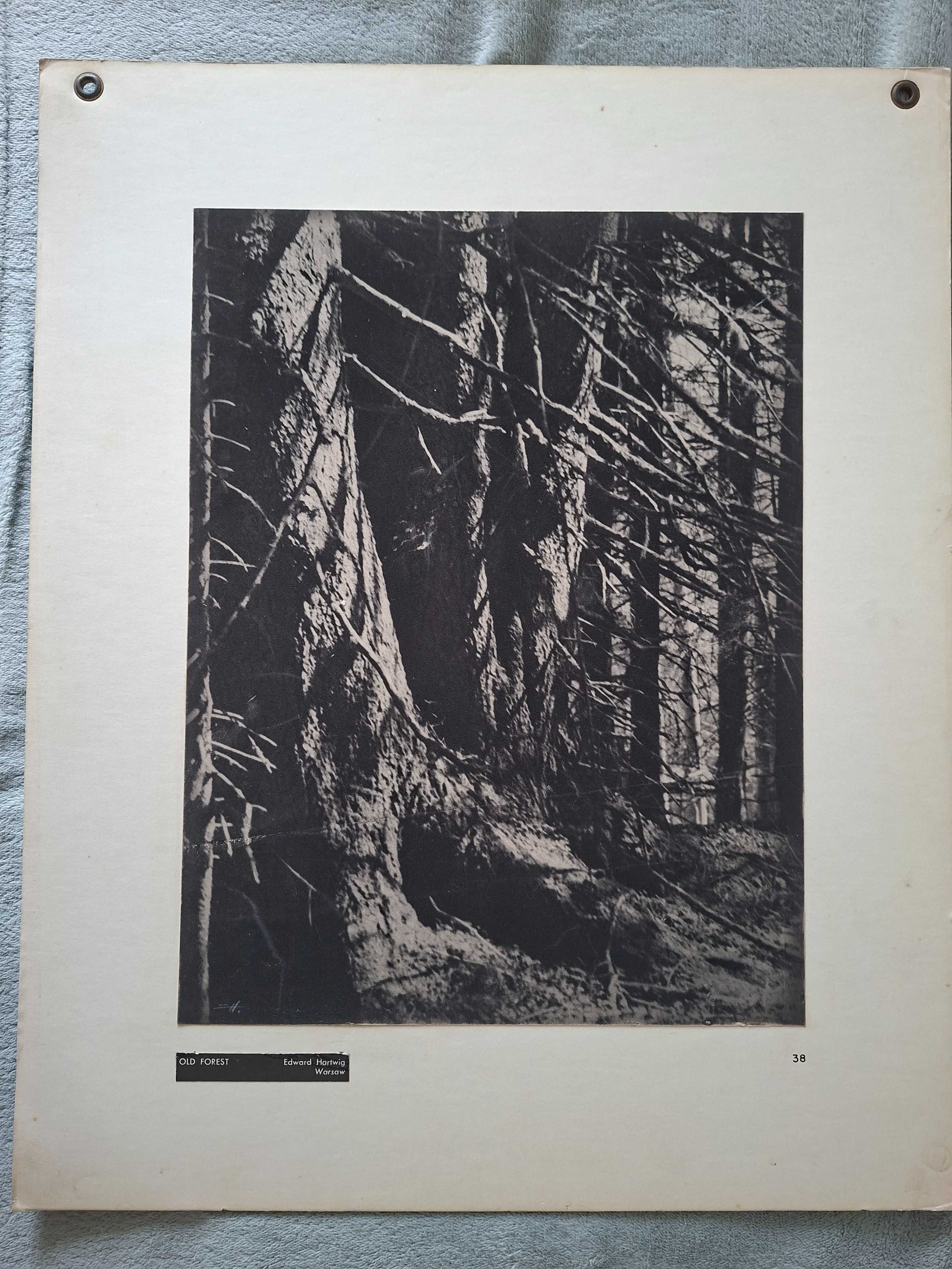 Edward Hartwig - Old Forest - oryginalna fotografia