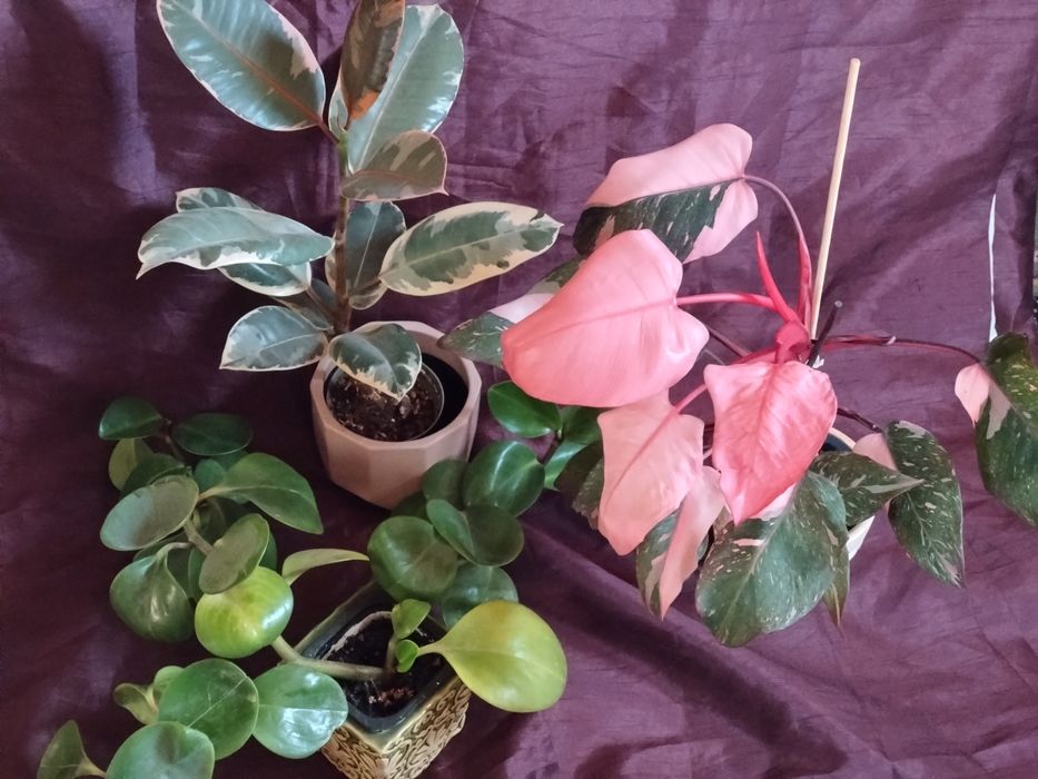 Zestaw roślin z filodendron pink princess ppp