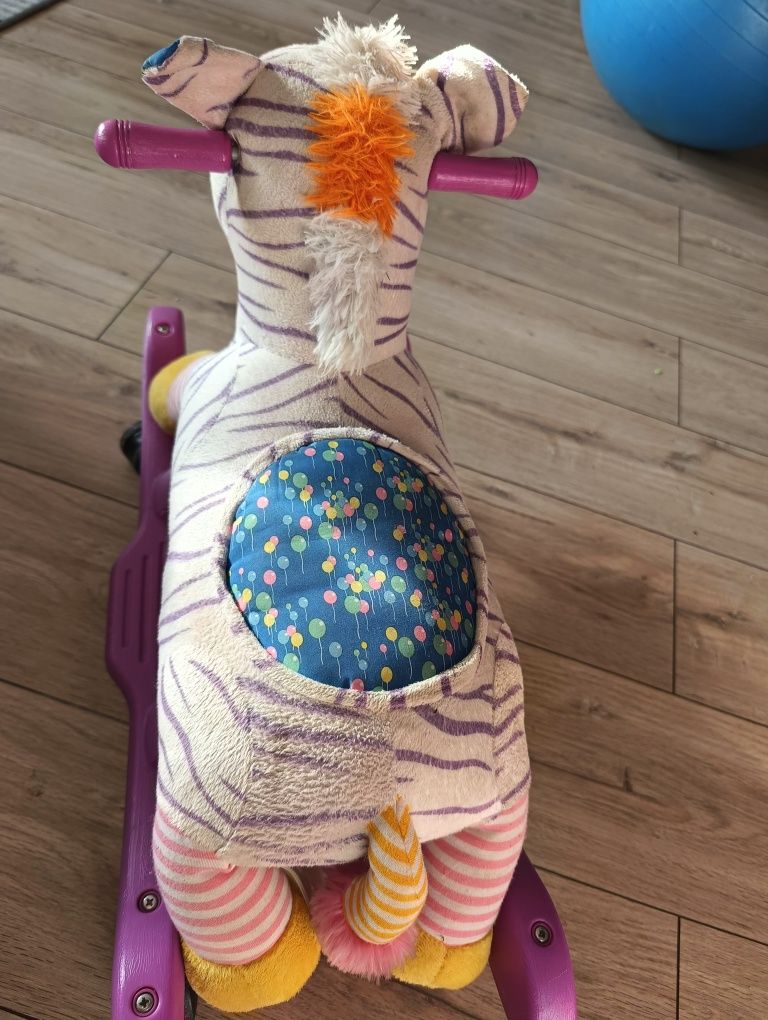 Zebra, koń na biegunach