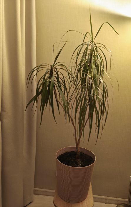 Декоративна рослина драцена. Висота 1.30