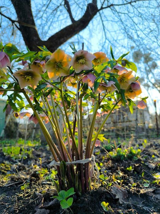 Морозник кущі , чемерник