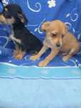 Cudowne kundelki do adopcji -- czytaj opis!--