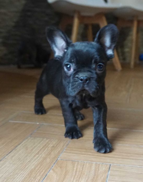 buldog francuski piesek