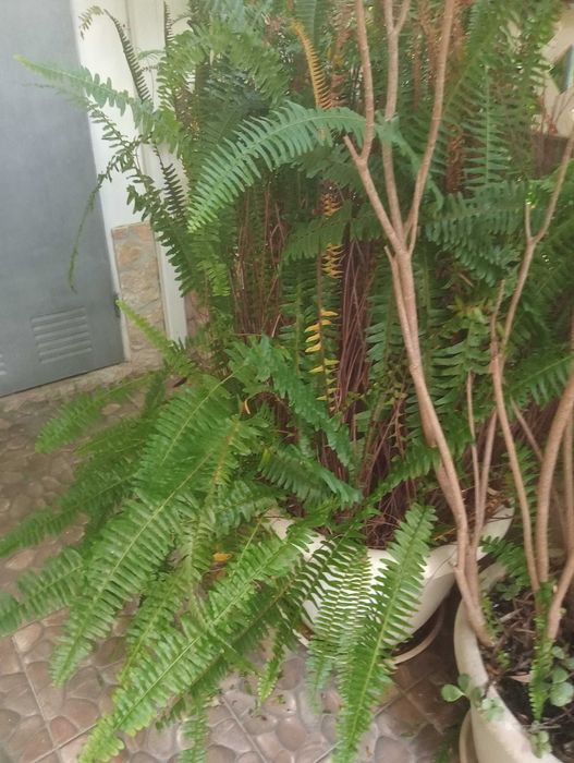 Plantas tamanho grande para venda/espirradeira (Nerium oleander).