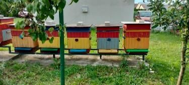 Rodziny pszczele