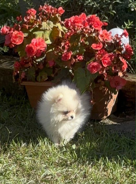 Szpic miniaturowy Pomeranian FCI piesek